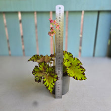 Load image into Gallery viewer, #B89 Begonia Unknown
