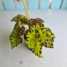 Load image into Gallery viewer, #B89 Begonia Unknown