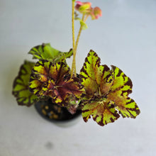 Load image into Gallery viewer, #B89 Begonia Unknown