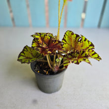 Load image into Gallery viewer, #B89 Begonia Unknown