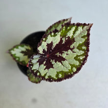 Load image into Gallery viewer, #P4 Begonia Havilah
