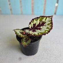 Load image into Gallery viewer, #P4 Begonia Havilah