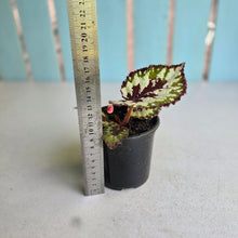 Load image into Gallery viewer, #P4 Begonia Havilah