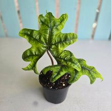 Load image into Gallery viewer, #W64 Alocasia Jacklyn