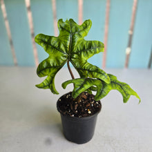 Load image into Gallery viewer, #W64 Alocasia Jacklyn