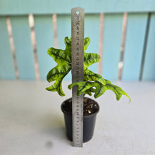 Load image into Gallery viewer, #W64 Alocasia Jacklyn