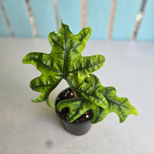 Load image into Gallery viewer, #W64 Alocasia Jacklyn