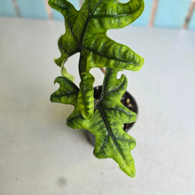 Load image into Gallery viewer, #W64 Alocasia Jacklyn