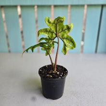 Load image into Gallery viewer, #W64 Alocasia Jacklyn