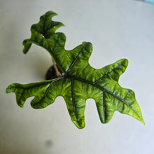 Load image into Gallery viewer, #G6 Alocasia Jacklyn