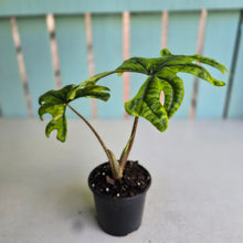 Load image into Gallery viewer, #G6 Alocasia Jacklyn