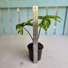 Load image into Gallery viewer, #G6 Alocasia Jacklyn