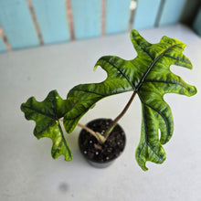 Load image into Gallery viewer, #G6 Alocasia Jacklyn