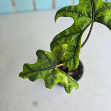Load image into Gallery viewer, #G6 Alocasia Jacklyn