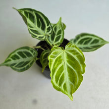 Load image into Gallery viewer, #57 Multi-headed, Thick Veined Anthurium Crystallinum x