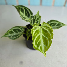 Load image into Gallery viewer, #57 Multi-headed, Thick Veined Anthurium Crystallinum x