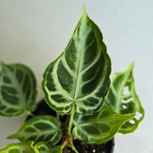Load image into Gallery viewer, #57 Multi-headed, Thick Veined Anthurium Crystallinum x