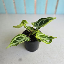 Load image into Gallery viewer, #57 Multi-headed, Thick Veined Anthurium Crystallinum x