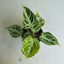 Load image into Gallery viewer, #57 Multi-headed, Thick Veined Anthurium Crystallinum x