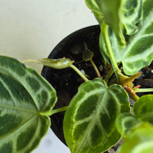 Load image into Gallery viewer, #57 Multi-headed, Thick Veined Anthurium Crystallinum x