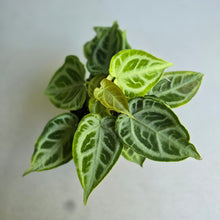 Load image into Gallery viewer, #W11 Multi-headed, Thick Veined Anthurium Crystallinum x