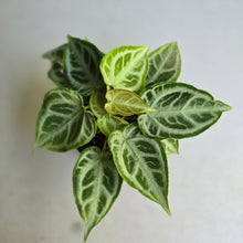 Load image into Gallery viewer, #W11 Multi-headed, Thick Veined Anthurium Crystallinum x