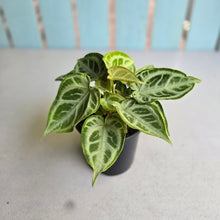 Load image into Gallery viewer, #W11 Multi-headed, Thick Veined Anthurium Crystallinum x