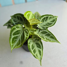 Load image into Gallery viewer, #W11 Multi-headed, Thick Veined Anthurium Crystallinum x