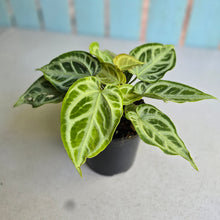 Load image into Gallery viewer, #W11 Multi-headed, Thick Veined Anthurium Crystallinum x