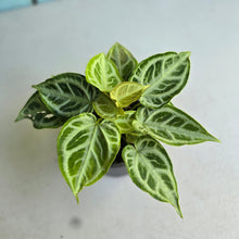 Load image into Gallery viewer, #W11 Multi-headed, Thick Veined Anthurium Crystallinum x