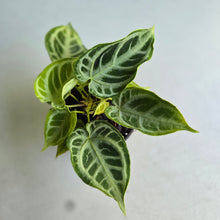 Load image into Gallery viewer, #H105 Multi-headed, Thick Veined Anthurium Crystallinum x