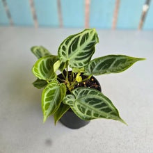 Load image into Gallery viewer, #H105 Multi-headed, Thick Veined Anthurium Crystallinum x
