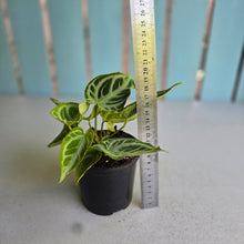 Load image into Gallery viewer, #H105 Multi-headed, Thick Veined Anthurium Crystallinum x