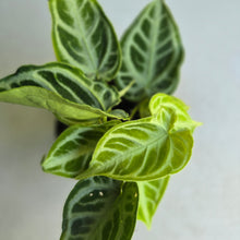 Load image into Gallery viewer, #H105 Multi-headed, Thick Veined Anthurium Crystallinum x