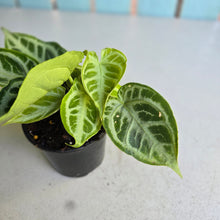 Load image into Gallery viewer, #H105 Multi-headed, Thick Veined Anthurium Crystallinum x