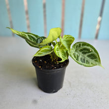 Load image into Gallery viewer, #H105 Multi-headed, Thick Veined Anthurium Crystallinum x