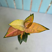 Load image into Gallery viewer, #P2 Aglaonema Spitfire