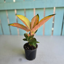 Load image into Gallery viewer, #P2 Aglaonema Spitfire
