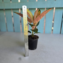 Load image into Gallery viewer, #P2 Aglaonema Spitfire