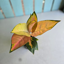 Load image into Gallery viewer, #P2 Aglaonema Spitfire