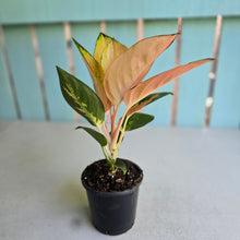 Load image into Gallery viewer, #P2 Aglaonema Spitfire