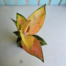 Load image into Gallery viewer, #P2 Aglaonema Spitfire