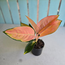 Load image into Gallery viewer, #P6 Aglaonema Spitfire