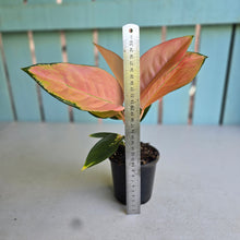 Load image into Gallery viewer, #P6 Aglaonema Spitfire