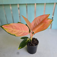 Load image into Gallery viewer, #P6 Aglaonema Spitfire