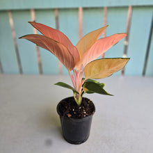 Load image into Gallery viewer, #P6 Aglaonema Spitfire