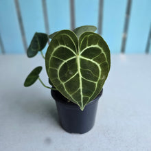 Load image into Gallery viewer, #B102 Anthurium Clarinervium