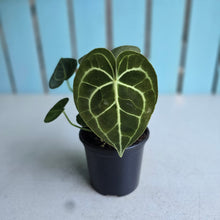 Load image into Gallery viewer, #B102 Anthurium Clarinervium