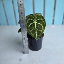 Load image into Gallery viewer, #B102 Anthurium Clarinervium