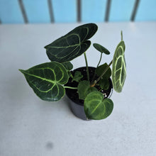 Load image into Gallery viewer, #B102 Anthurium Clarinervium